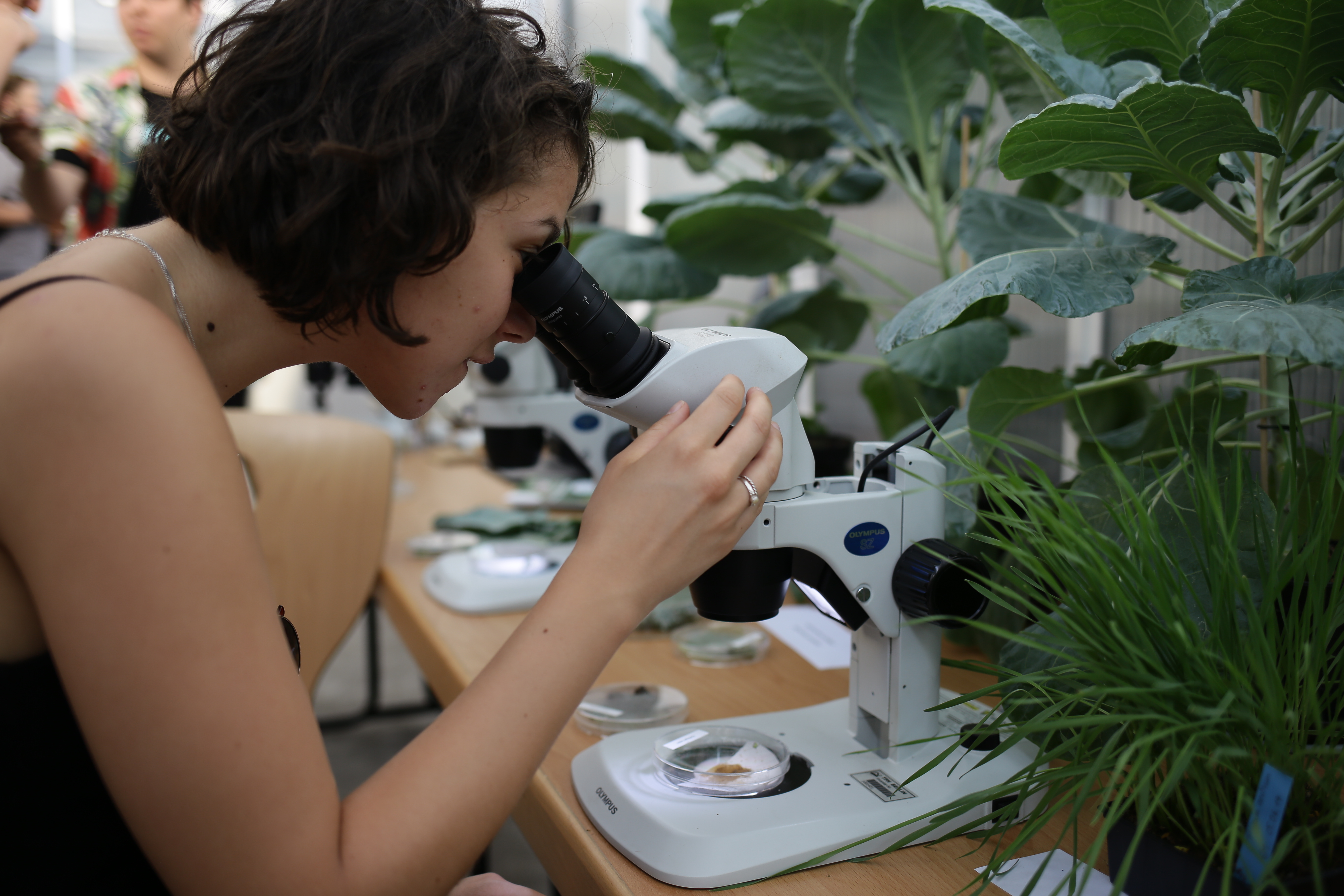 Im Gewächshaus: Schädlinge und Nützlinge an Salat- und Kohlpflanzen werden unter dem Mikroskop sichbar